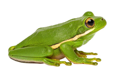 Obraz premium Isolated vibrant green tree frog, a curious amphibian with golden eyes, captured in studio.
