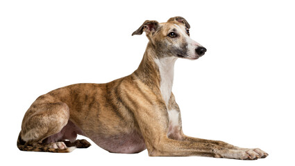 Isolated graceful brindle greyhound lying down with calm expression, looking to the right. © Femke
