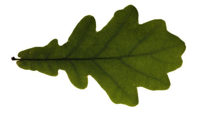 Isolated vibrant green oak leaf, showing detailed veins and iconic lobed shape