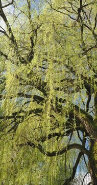 (Salix babylonica) Weeping willow, majestic tree, bearing twisted branches and long, drooping twigs covered in narrow, lanceolate leaves and catkins swaying gently in the wind