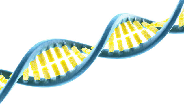 Isolated 3D render of a vibrant blue and yellow DNA double helix, symbolizing genetics and life.