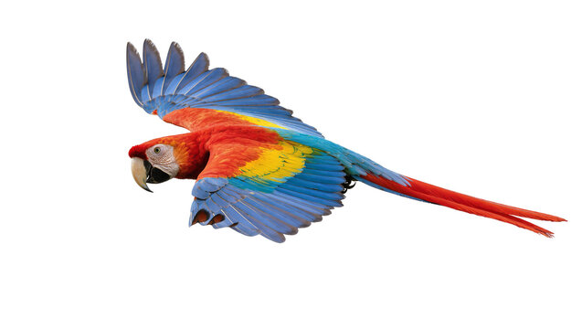 Isolated vibrant scarlet macaw in graceful flight with colorful feathers spreading wide