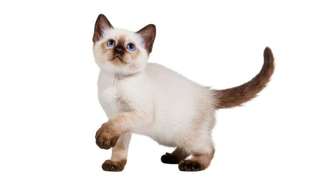 Isolated adorable colorpoint kitten standing and looking up with bright blue eyes
