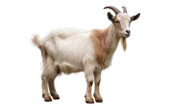 Isolated adult male goat with brown and white fur, distinctive horns and a long beard