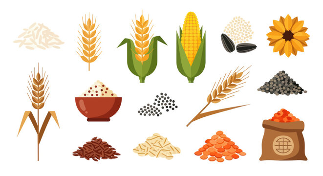 Various grains and seeds vector illustration