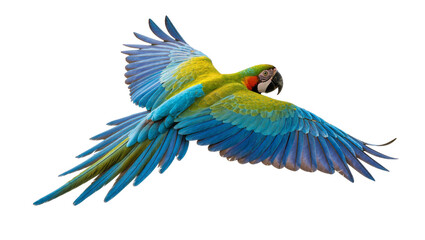 Isolated vivid exotic macaw parrot flying gracefully with brightly colored outstretched wings © Vetle