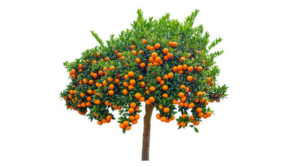 Isolated ripe orange tree full of delicious citrus fruits and green leaves, vibrant and fresh © Vetle