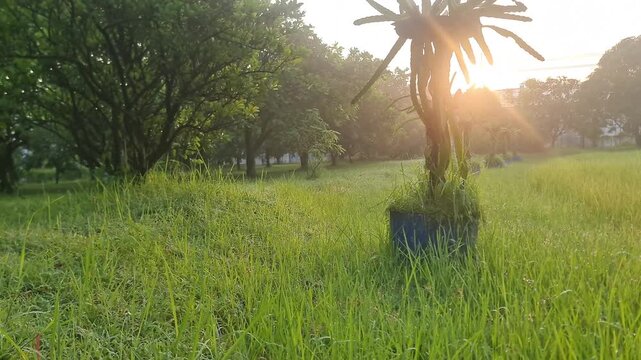 Golden Hour in an Exotic Fruit Garden featuring Dragon Fruit Cactus