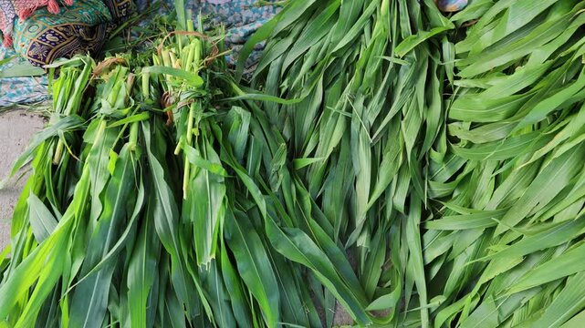 harvested green cattle fodder tied in bundles on ground at village farm