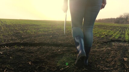 a farmer walks across a field with wheat in rubber boots with a tablet in his hands, an agricultural business, an agronomist examines the land, a business project for growing cultivated plants. © TO LOVE