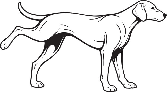Weimaraner Marking Territory Leg Lift Side View Black and White Line Art Illustration