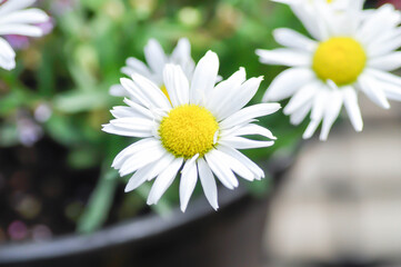 daisy flower or Japan daisy or Bellis perennis or purple daisy flower or Gold Carpet or Gloden Fleece or Asteraceae © jobrestful