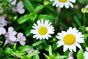 daisy flower or Japan daisy or Bellis perennis or purple daisy flower or Gold Carpet or Gloden Fleece or Asteraceae © jobrestful