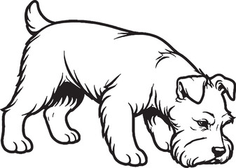 Obraz premium Miniature Schnauzer Eating Pose Side View Black and White Line Art