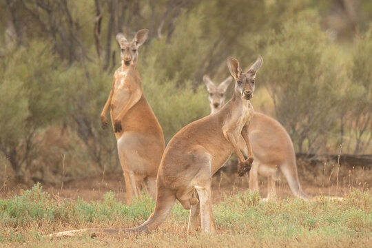 Trio of red kangaroos