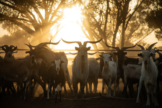 Goat silhouetted again the morning sun