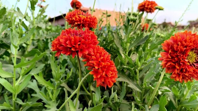  A close-up, high-angle shot of a bright orange and red Gaillardia pulchella flower, also known as Blanket Flower, growing in a garden under soft daylight. 