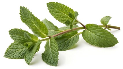 Isolated spearmint sprig, a fresh herb with natural green leaves and distinctive flavor and scent,leaf, plant, herb, macro, freshness, spearmint, spice, leaves, aroma, closeup, white, fresh, nature, 