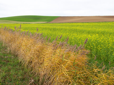 H&uuml;gelige Landschaft im Odenwald mit Gr&auml;sern, Wiesen und Feldern