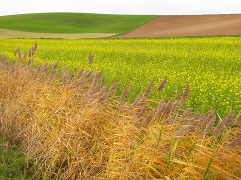 H&uuml;gelige Landschaft im Odenwald mit Gr&auml;sern, Wiesen und Feldern