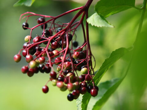 Holunder Beeren in reifend als Dolde vor gr&uuml;nen Hintergrund