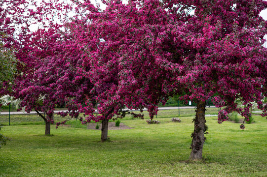 Dobeles cerini park in Latvia. Red apple tree in fool bloom. 