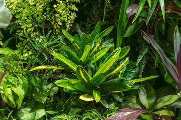 Lush green foliage featuring various tropical plants including croton, ferns, and philodendrons in a vibrant indoor garden setting © Denis Tuev