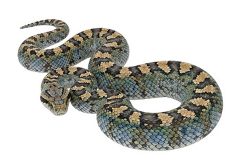 Fototapeta premium High-resolution close-up of a vivid green and black patterned snake coiled elegantly, showcasing detailed scales and natural texture on a clean white background.
