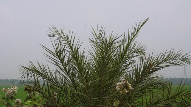 Palm Tree in Rural Agricultural Landscape