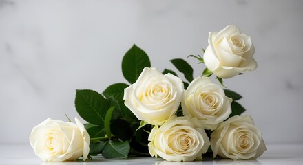 Obraz premium Elegant cream roses with lush green leaves on soft gray background. Perfect for weddings, celebrations, gifts, or home décor. This romantic floral arrangement brings warmth to any space.