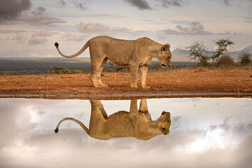 lioness and the perfect reflex © Matheus