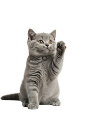 Obraz premium a juvenile british shorthair kitten with an ultra-fluffy grey coat sits upright, balancing while reaching one paw high, looking up with large amber eyes in a bright studio, capturing playful