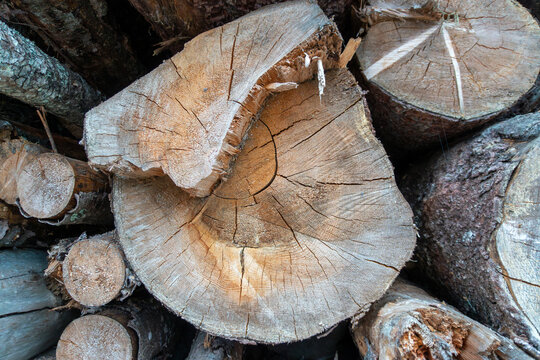 Close up view of cut timber log cross section revealing annual growth rings, radial cracks and natural wood grain texture. Detailed forestry material surface illustrating tree age, lumber production a