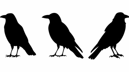 Fototapeta premium Three silhouetted crows standing on a white background, in black. Solid shapes and profile view