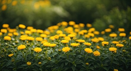 Obraz premium A field of vibrant yellow flowers in full bloom with blurred green foliage in the background