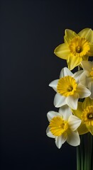 Fototapeta premium Minimalist Spring Daffodils on Black