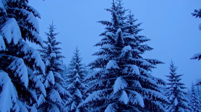 Snow Covered Pine Trees in a Winter Forest Landscape.