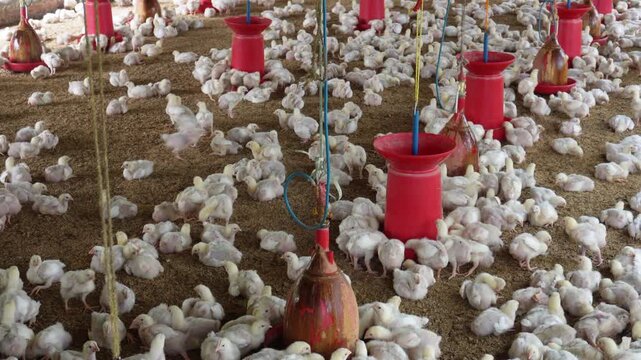 Commercial Poultry Farm with Broiler Chickens