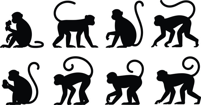 Monkey silhouette pose collection. Primate sitting, eating, walking and crouching positions. Curly tail jungle monkeys wildlife vector illustration set.