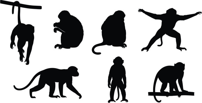 Monkey silhouette set. Primate sitting, climbing, hanging and walking poses collection. Wild jungle monkey animals isolated, wildlife vector illustration pack.