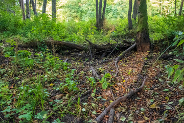 Obraz premium Dried-up forest stream bed in Bialowieza Forest, Poland