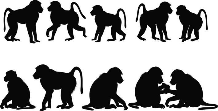Baboon silhouette behavior set. African primates walking, standing, sitting and grooming interaction poses. Savanna monkey wildlife vector illustration collection.