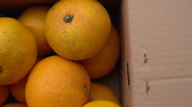 Boxed Japanese fresh hassaku delivered directly from the farm, closeup; Horizontal; Video