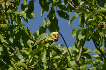 Fototapeta premium Yellow-headed amazon parrot feeding on walnut in tree