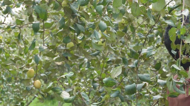 Person Harvesting Jujube Fruits in Tree