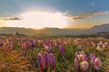 Krokusse - Frühling - Allgäu - Alpen - Berge - Blumen © Dominik Ultes