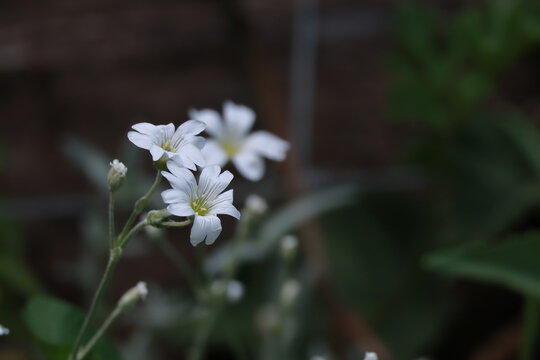 Small White Wildflower Close-Up Against Green Foliage Background