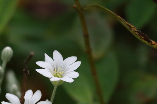Small White Wildflower Close-Up Against Green Foliage Background