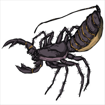 The Giant Whip Scorpion. Mastigoproctus giganteus. Colorful, hand-drawn, vector illustration. Picturesque. Unique detailed stylization. Print on sketchbooks, stickers, postcards, clothes, posters