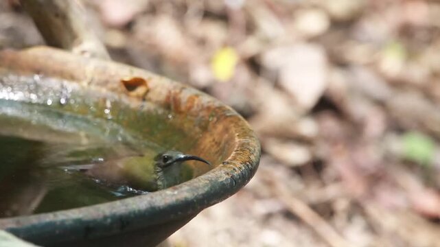 Bird bathing in the tub